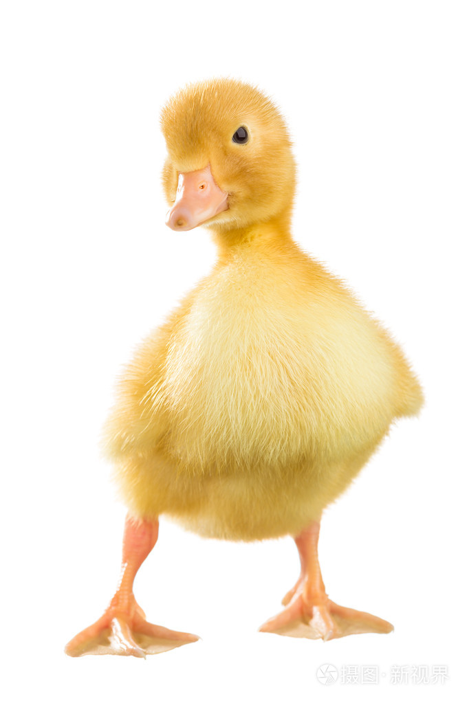 黄色小鸭