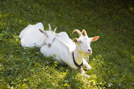 羊羊在草地上与她的小狗照片