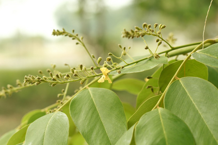 缅甸红木花