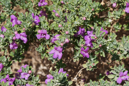 Eremophila 妮维雅紫色的花朵绽放