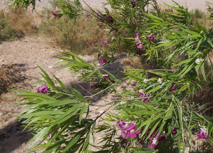 沙漠柳树 辣椒 开花