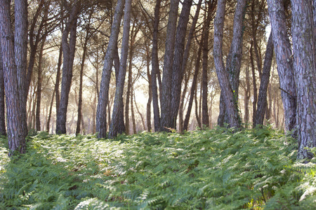 松林在多尼亚纳国家公园