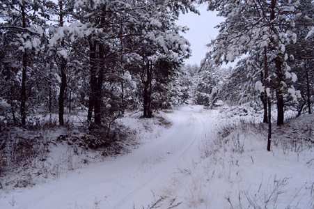 冬季风景与雪覆盖的树木