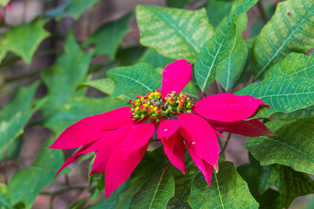 Toinsettia 红色和绿色的树叶