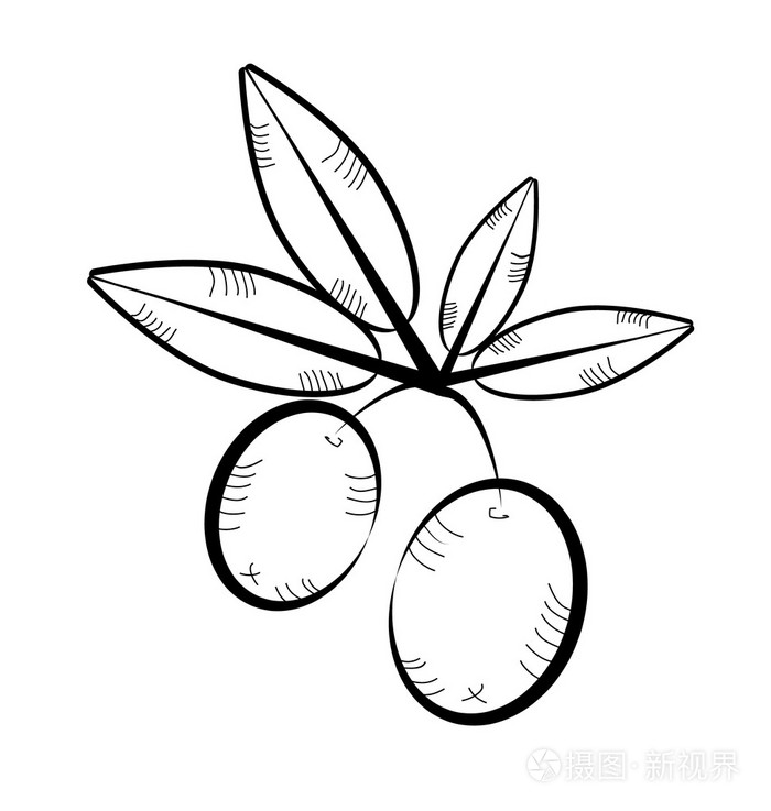 老式的黑色的孤立的图标橄榄树枝与橄榄和叶子复古的设计白色背景