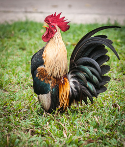 在绿色的草坪上五彩的公鸡照片