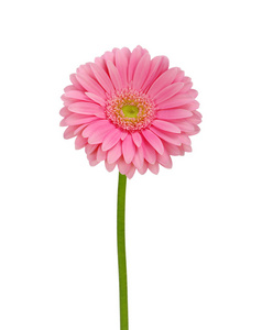粉色非洲菊