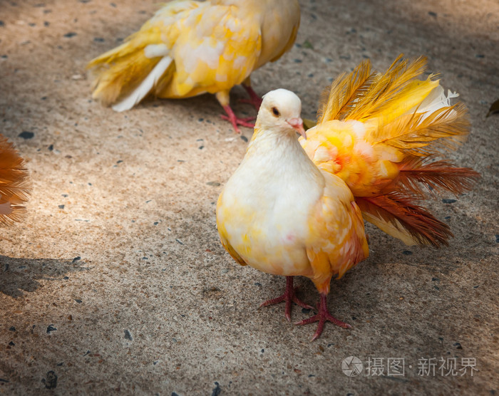 图像的多彩色鸽