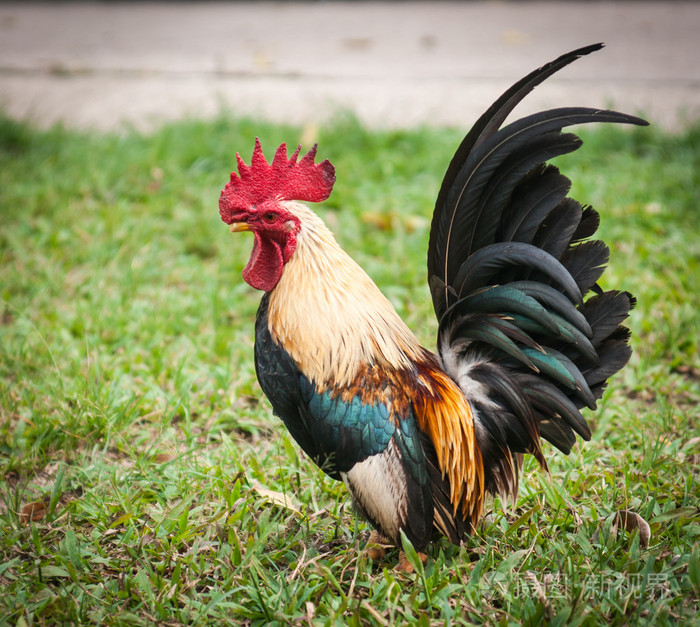 在绿色的草坪上五彩的公鸡