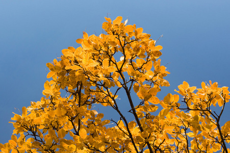 秋天的橘树冠图片