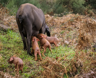 黑猪和粉红色 pigglets 在 meddow