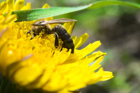 蜜蜂授粉方式对一朵黄色的花