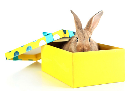 可爱的兔子在礼品盒