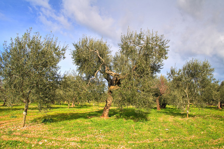 橄榄树图片