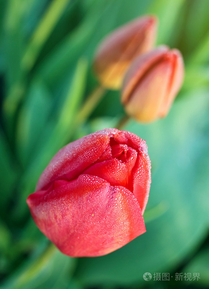 红色郁金香的露珠