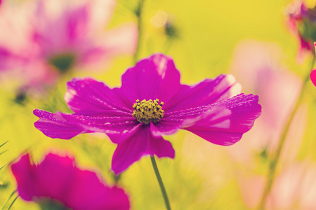 波斯菊花海