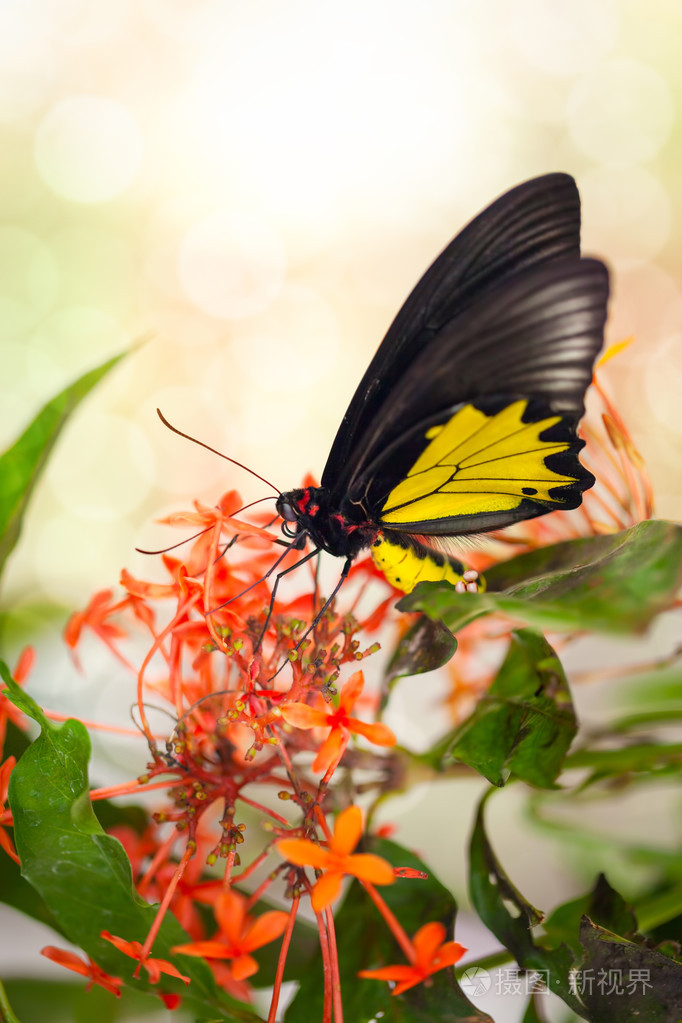 在红色的花蝴蝶