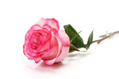 一朵粉红玫瑰图片