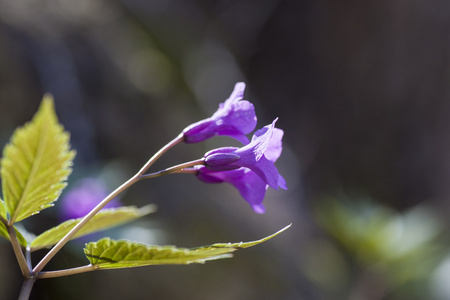 碎米荠 glanduligera