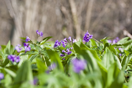 碎米荠 glanduligera