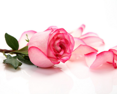 一朵粉红玫瑰图片