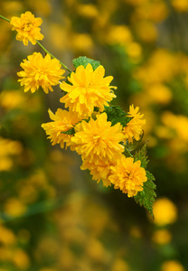 黄色小花盛开在春天
