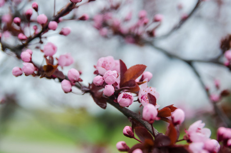 美丽日本樱花樱花