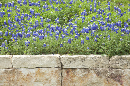 德克萨斯州 bluebonnets 以上一堵石墙