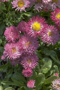 Bellis perennis 哈巴涅拉在花园里