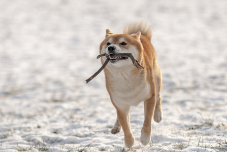 shiba inu 狗在用棍子雪地上奔跑杰克罗素猎犬狗在海边奔跑在草丛奔跑