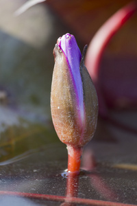 水生植物