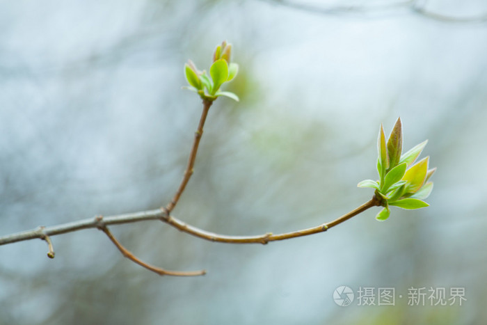 温柔的第一个春天树叶, 芽和树枝宏 backgrou