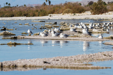 美国鲱鱼鸥南部戴鵀附近比亚里卡,智利南美动植物的扁平元素.