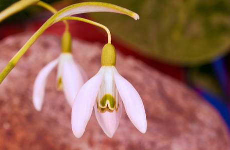 花共同雪莲