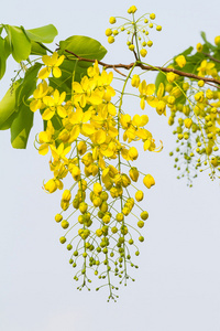 金雨树之花图片