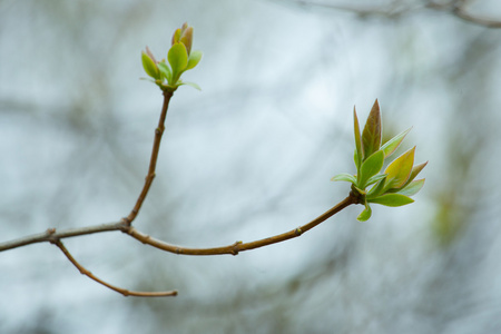 第一个春天的芽温柔的第一个春天树叶, 芽和树枝宏 backgrou照片
