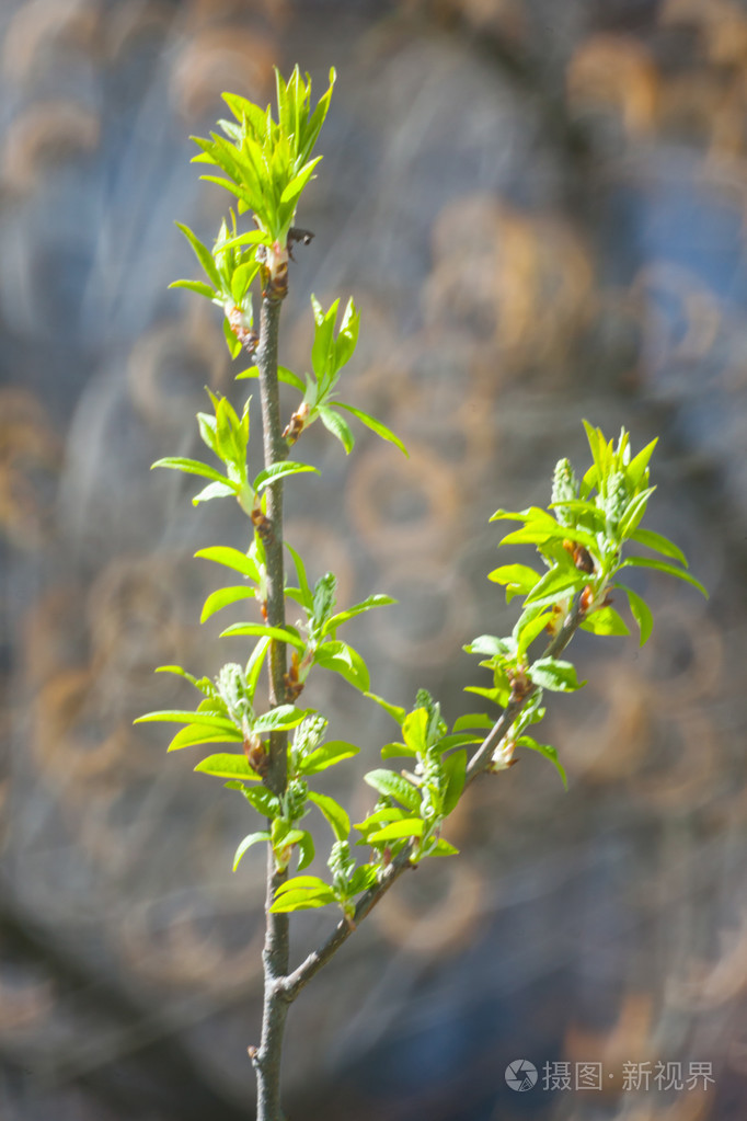 温柔的第一个春天树叶, 芽和树枝宏 backgrou