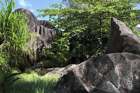黑色花岗岩岩石中的热带植被灌丛