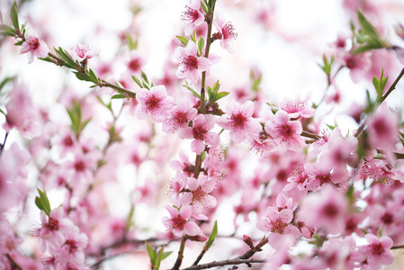 樱花盛开