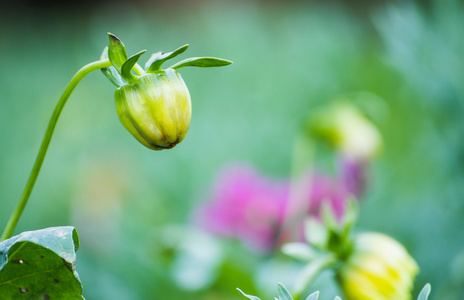 花园里的花非洲菊芽