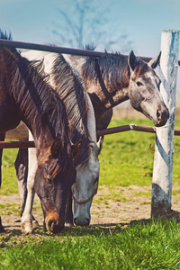 在农场牧场上吃草的群美丽年轻马