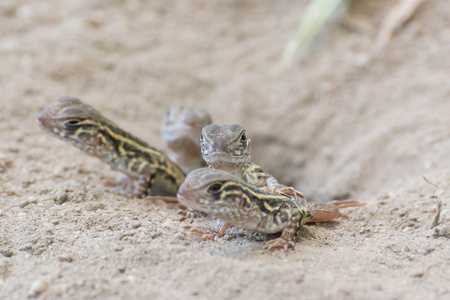 蝴蝶鬣蜥 Leiolepis 居维叶 泰国