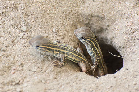 蝴蝶鬣蜥 Leiolepis 居维叶 泰国