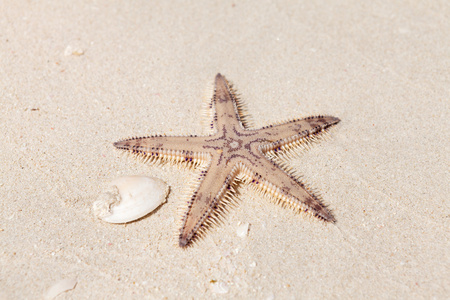 在海边的沙滩上的海星