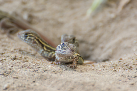 蝴蝶鬣蜥 Leiolepis 居维叶 泰国