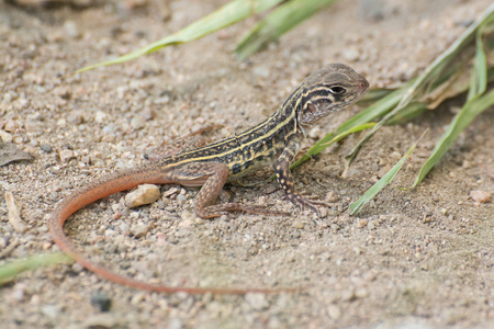 蝴蝶鬣蜥 Leiolepis 居维叶 泰国