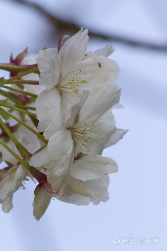 白色的花在春天的树上