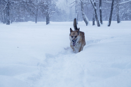 一只狗在雪地上行走