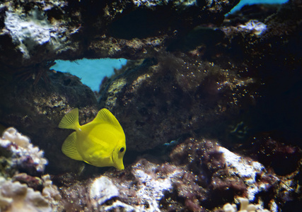 黄塘热带鱼