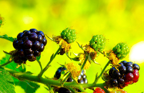 黑莓在花园里